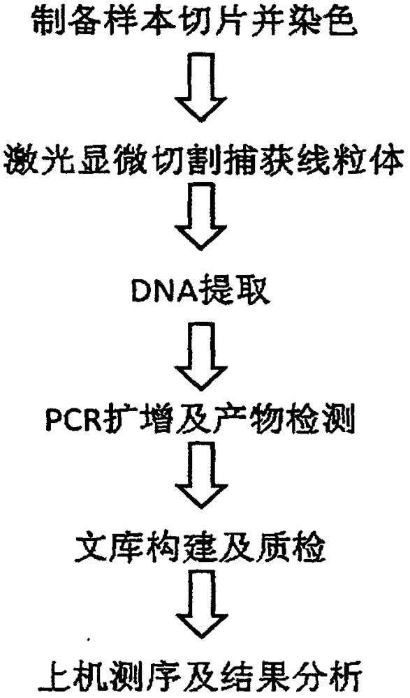 Next generation sequencing platform-based noninvasive target mitochondrion sequencing method