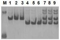 Primer for identifying purity of brassica rapa L. ssp. chinensis makino sujun 316 seeds and application