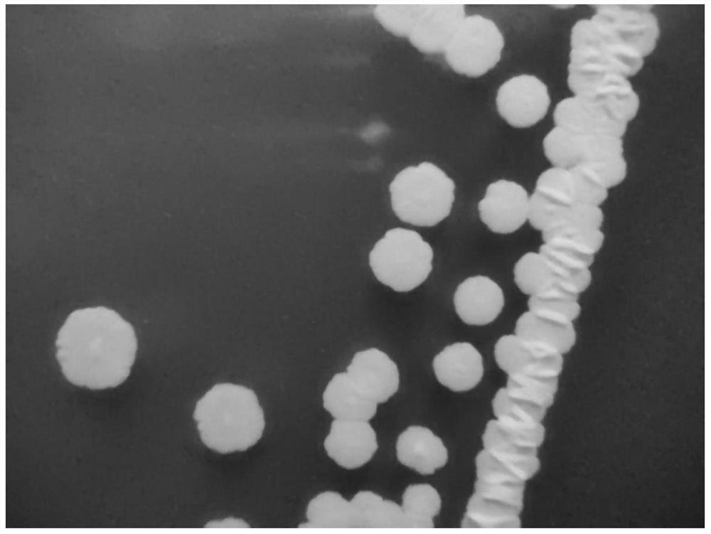 A Facultative Nutritional Ammonia Oxidizing Bacteria and Its Application