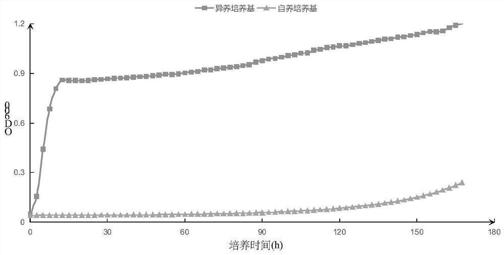 A Facultative Nutritional Ammonia Oxidizing Bacteria and Its Application