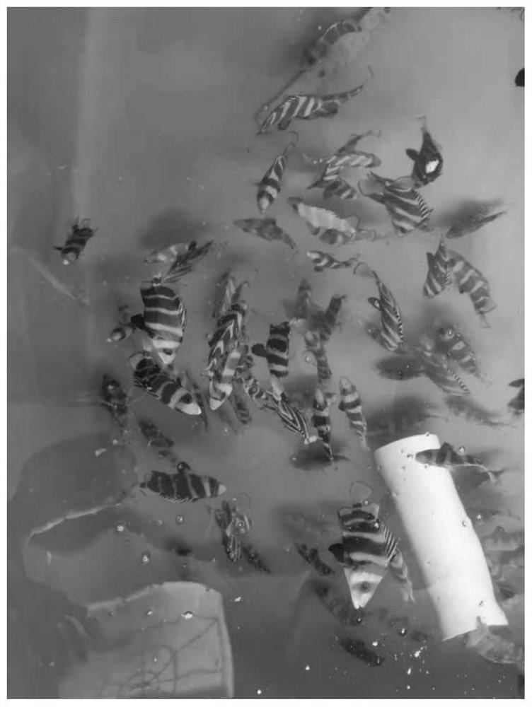 Rapid breeding technology of hapalogenys mucronatus