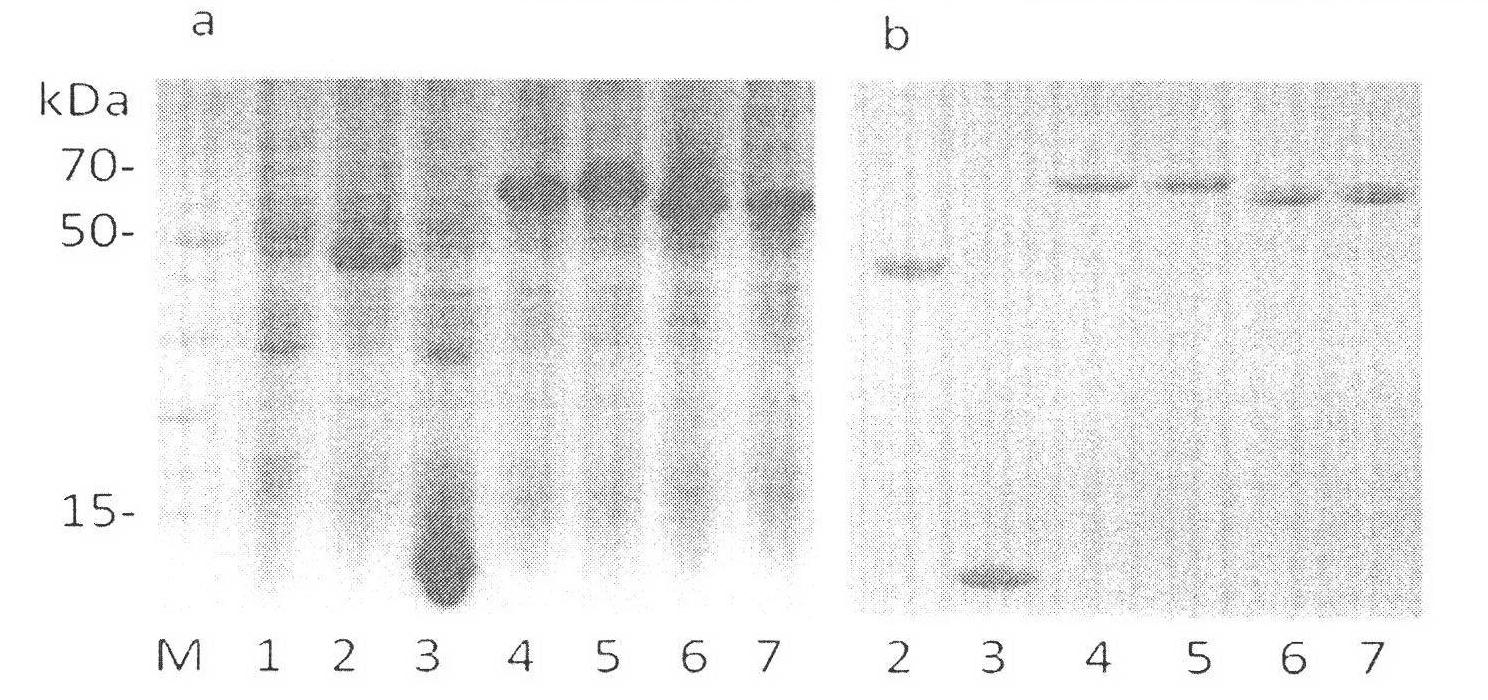 Method for preparing fusion protein capable of lowering food allergen reaction