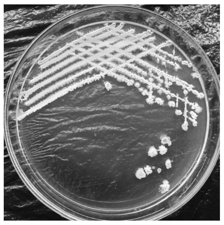 Bacillus vallismortis and application thereof in vinegar brewing