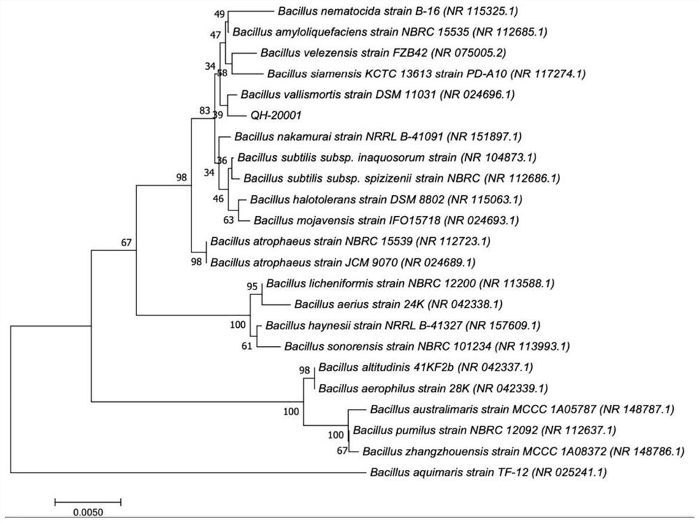 Bacillus vallismortis and application thereof in vinegar brewing