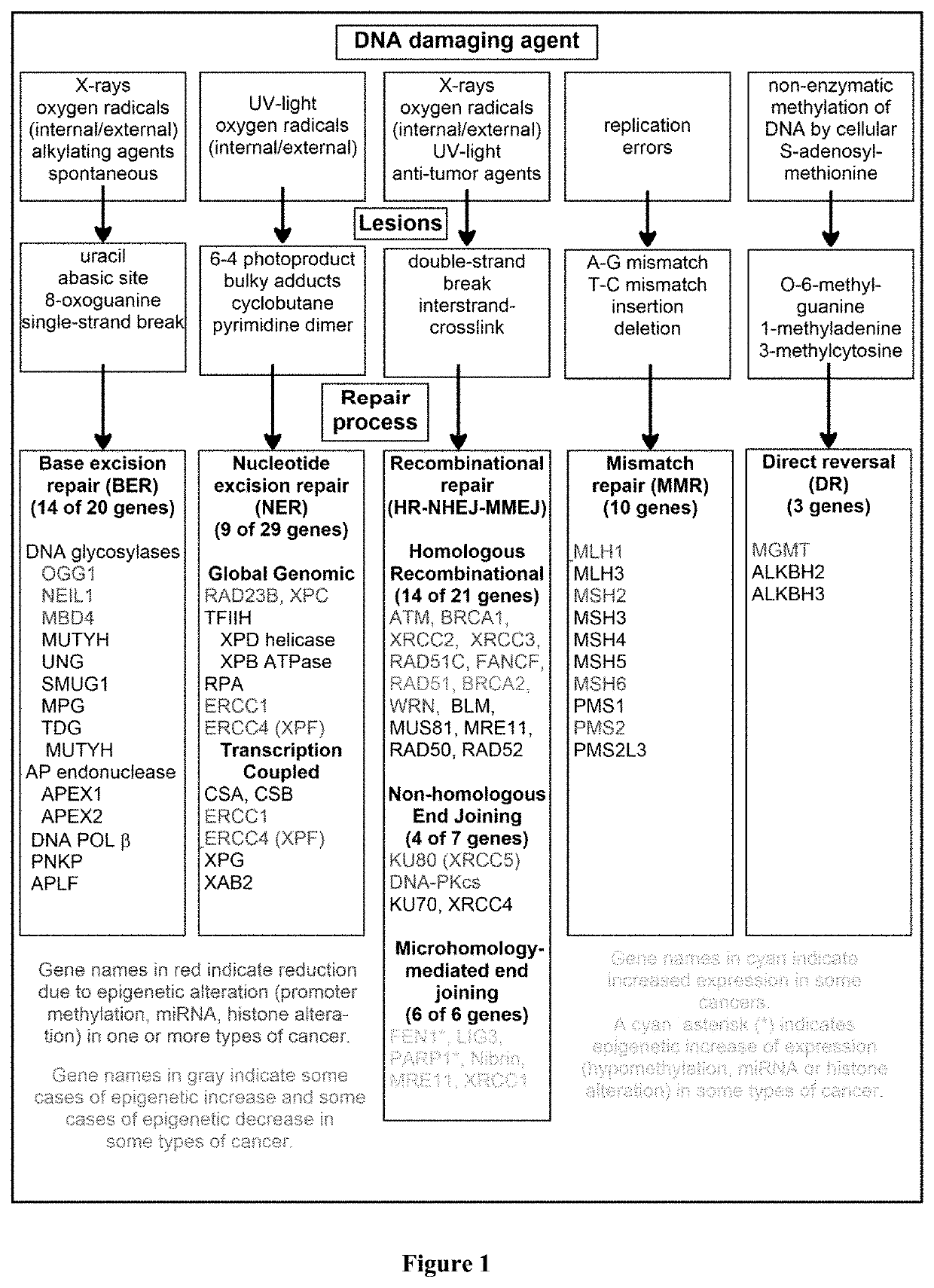 DNA repair profiling and methods therefor