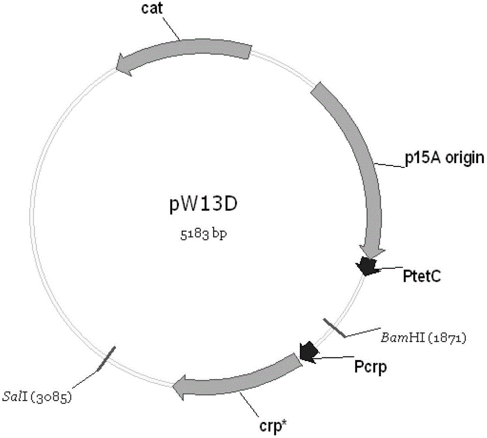 Bacterium for fermenting L-tryptophan from mixed saccharum and fermentation method thereof