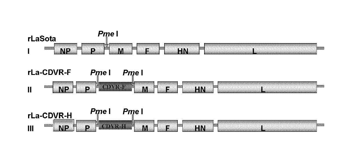 Preparation method and application of newcastle disease virus living-vector vaccine through gene recombination of canine distemper attenuated vaccine strains F and H