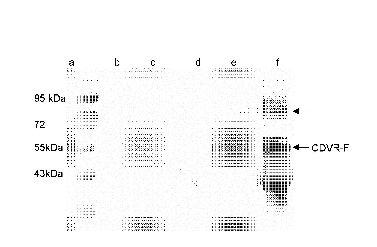 Preparation method and application of newcastle disease virus living-vector vaccine through gene recombination of canine distemper attenuated vaccine strains F and H