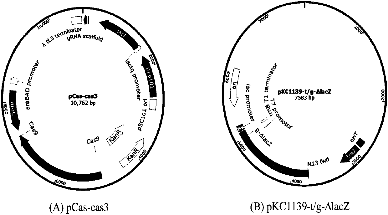 Gene editing method based on gene cas3 of I-B type CRISPR-Cas system