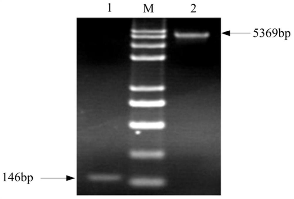 A kind of polypeptide with antibacterial and anti-inflammatory activity and its application