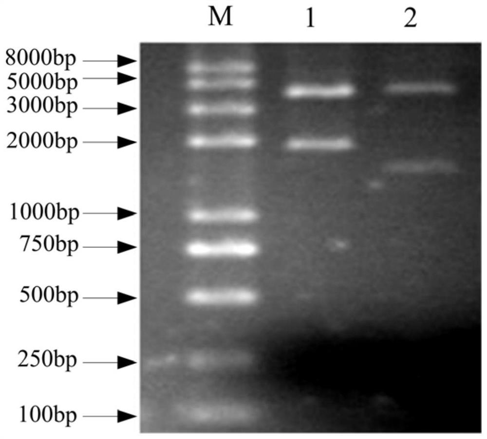 A kind of polypeptide with antibacterial and anti-inflammatory activity and its application