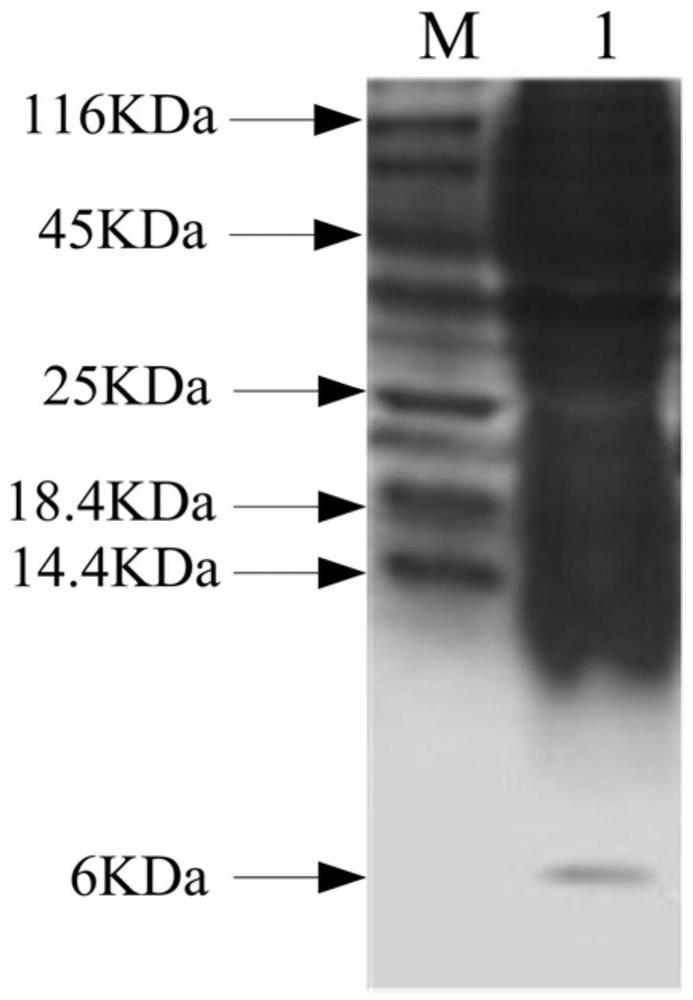 A kind of polypeptide with antibacterial and anti-inflammatory activity and its application