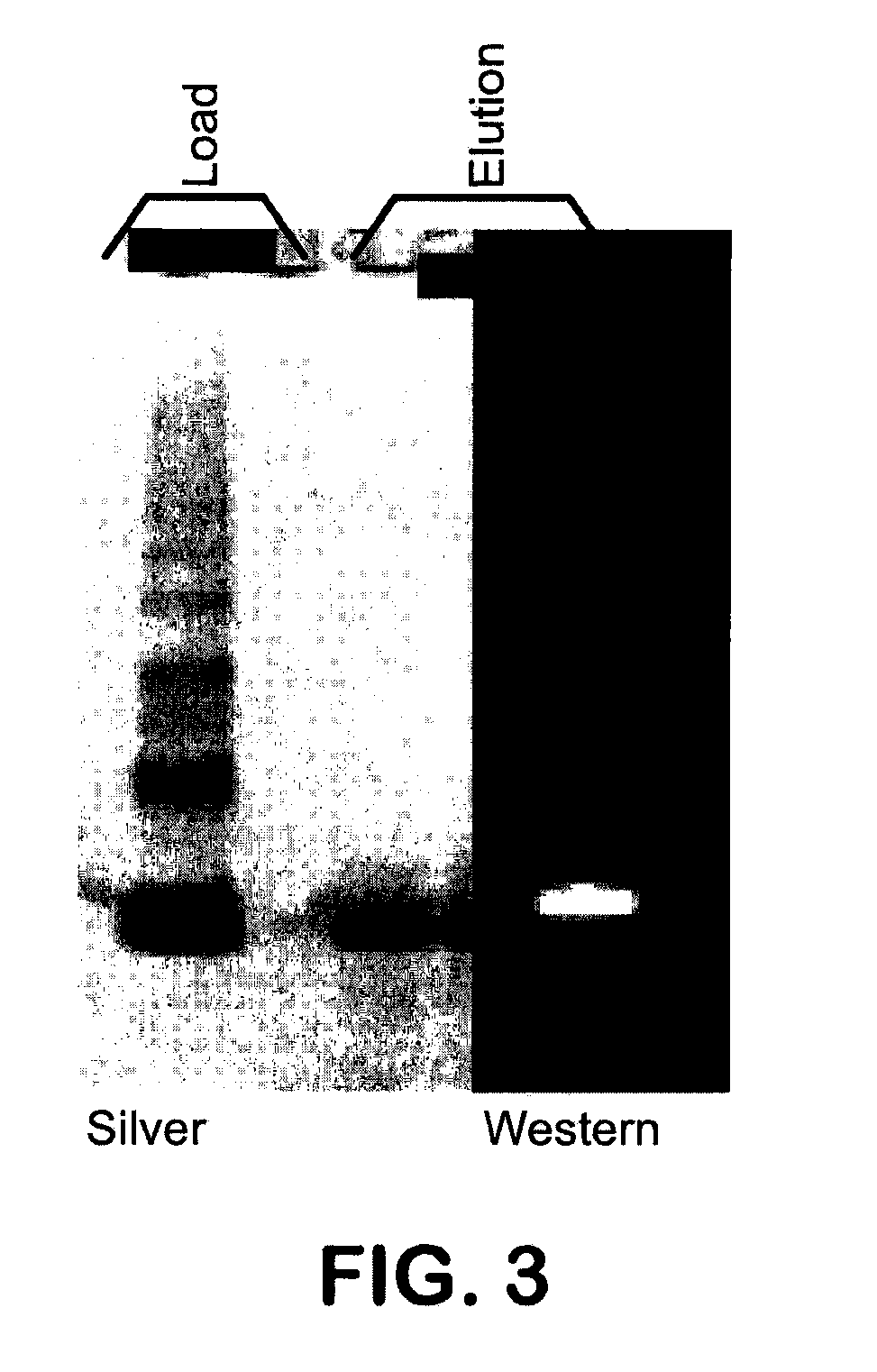 Methods of renaturation of recombinant proteins