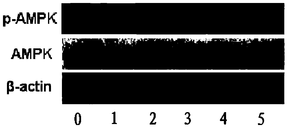 AMPK (Adenosine Monophosphate Activated Protein Kinase) activating agent and application thereof in preparation of medicaments for treating diabetes mellitus and/or diabetic complication