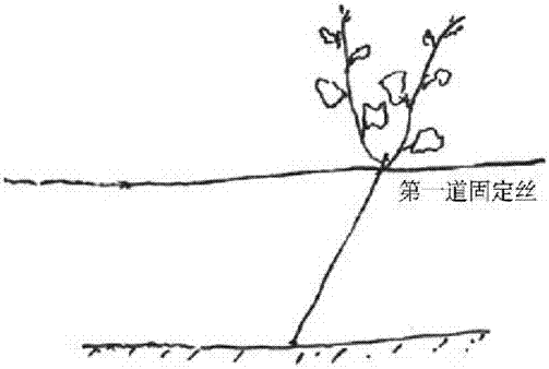 A grape plastic cultivation method suitable for burying in soil and preventing cold