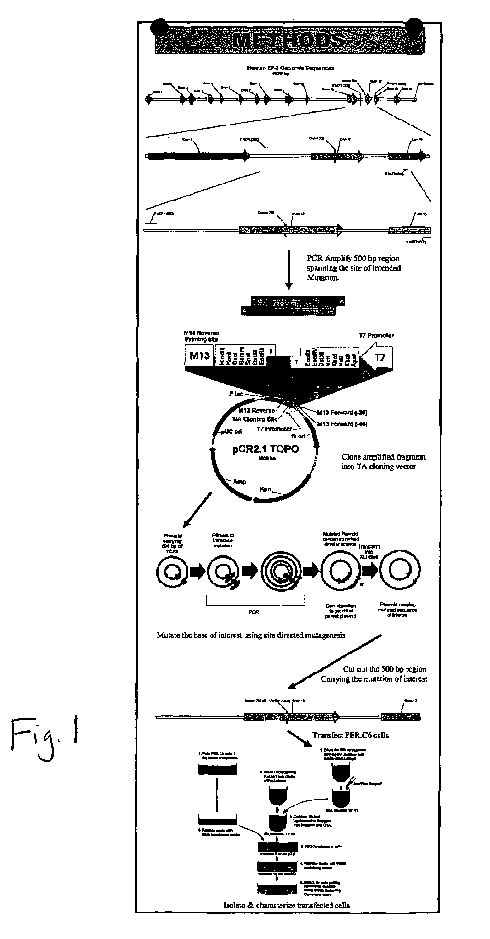 Packaging cell line for diphtheria toxin expressing non-replicating adenovirus