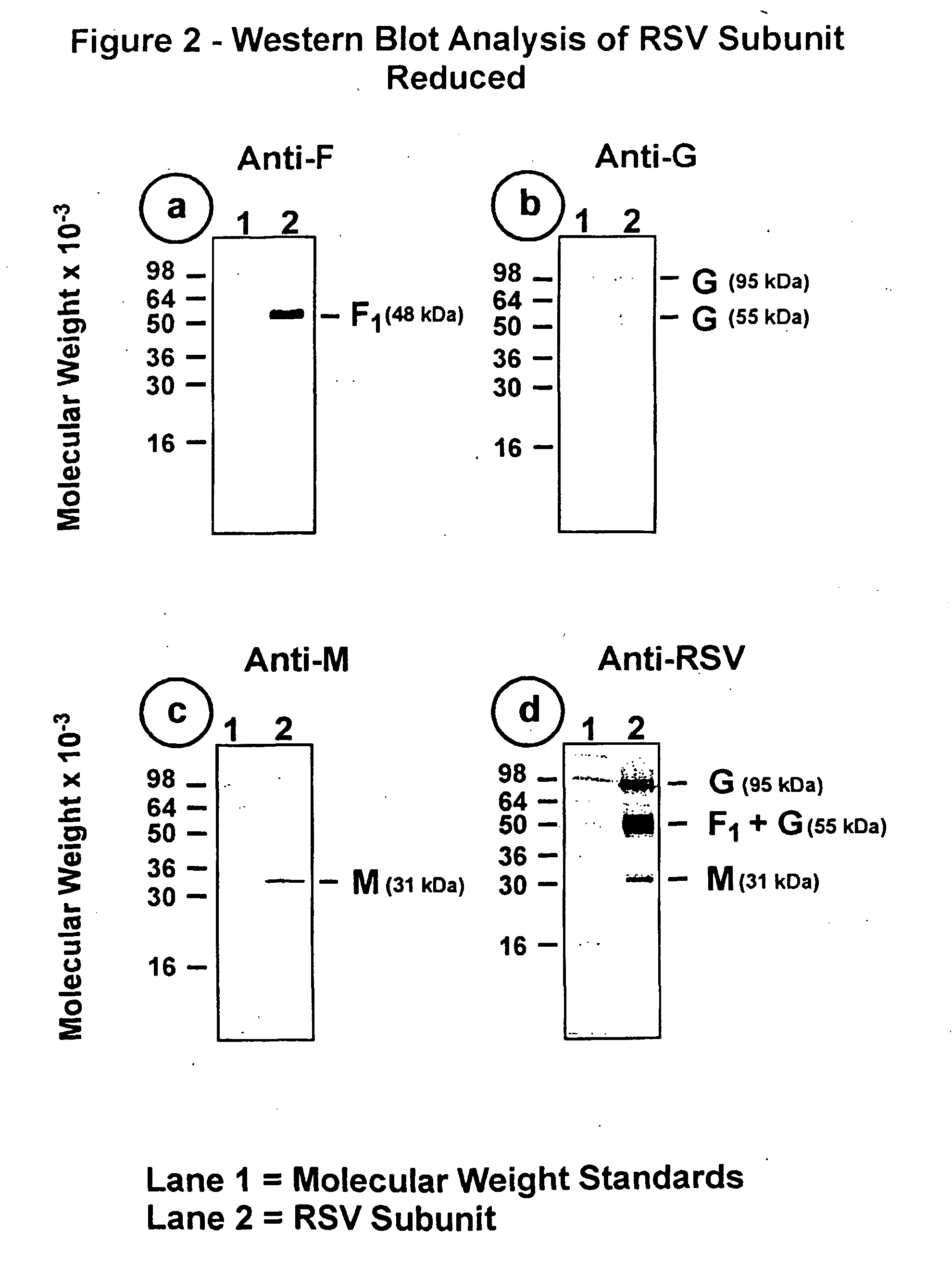 Subunit respiratory syncytial virus vaccine preparation