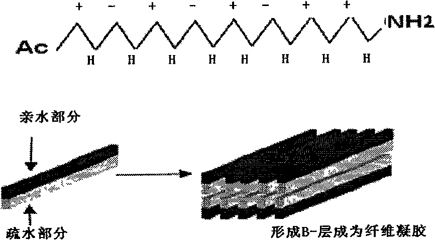 Self-polymerization polypeptide and preparation method and application thereof