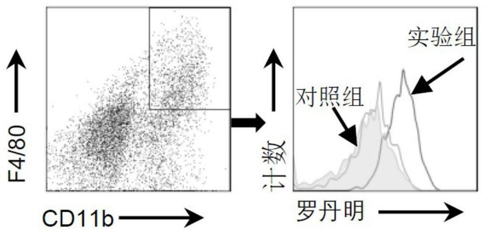 An immunomodulatory microsphere preparation targeting tumor-associated macrophages and its preparation method and application