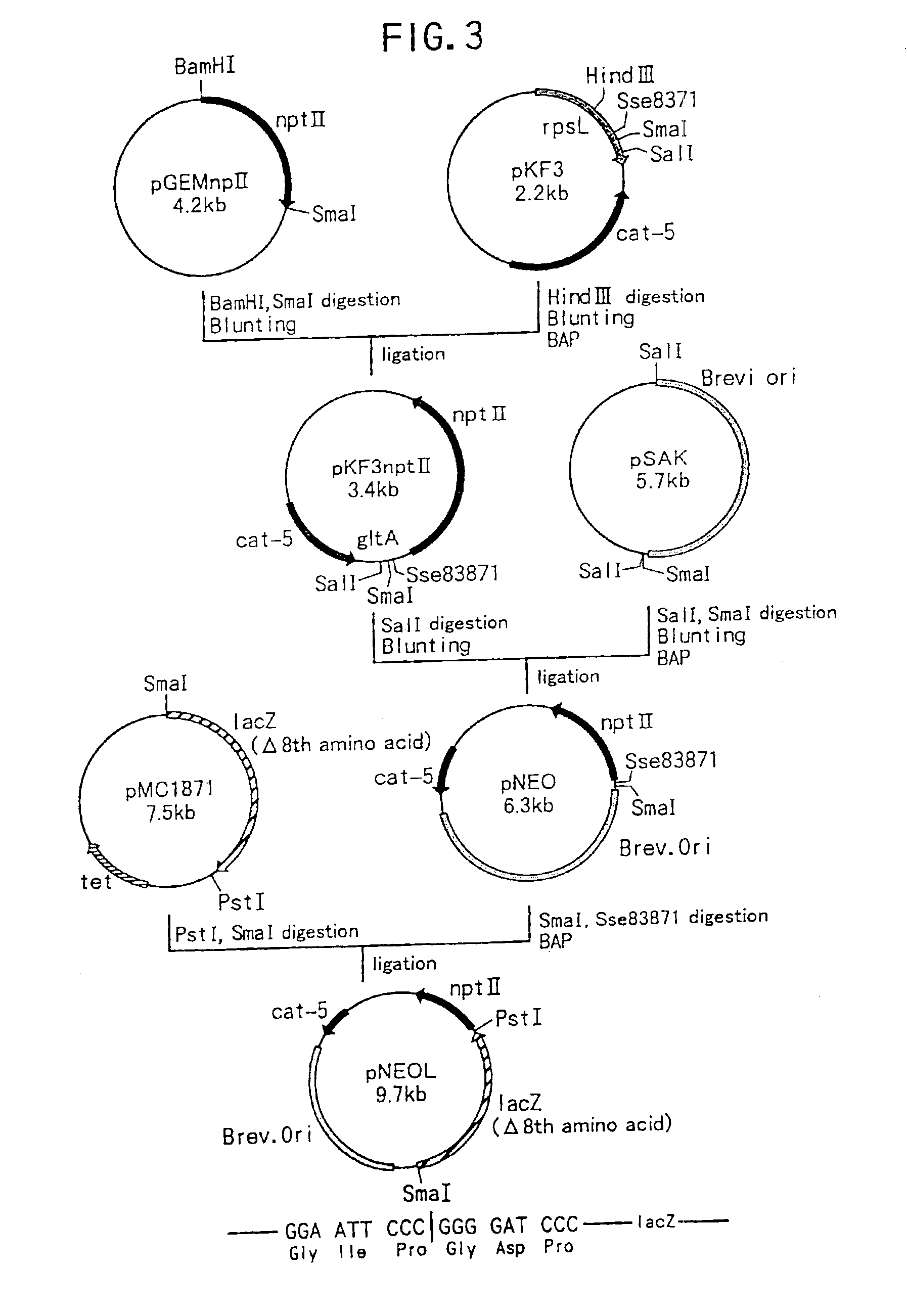 Method of constructing amino acid producing bacterial strains, and method of preparing amino acids by fermentation with the constructed amino acid producing bacterial strains