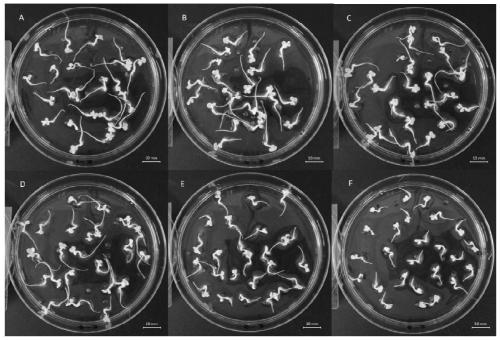 Methods for assessing the phytotoxicity of antibiotics