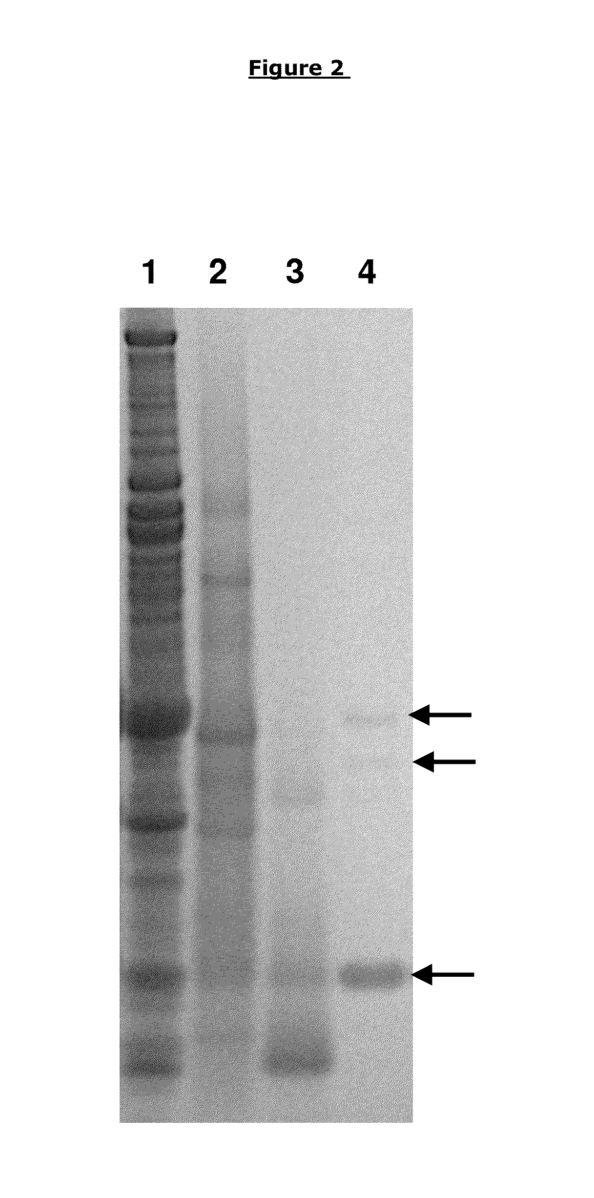 Compounds and methods for biofilm disruption and prevention