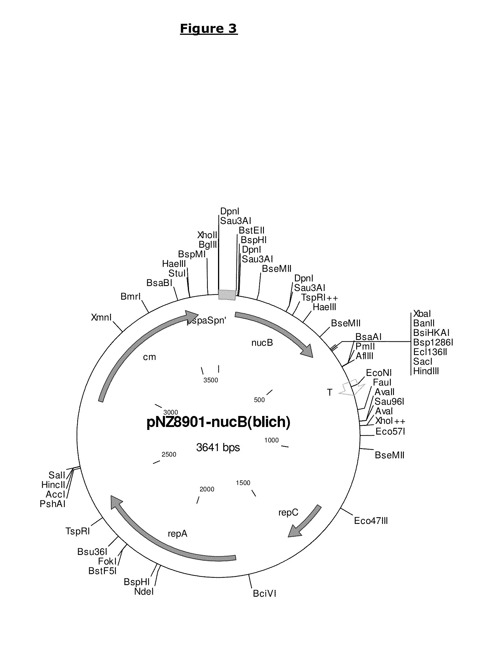 Compounds and methods for biofilm disruption and prevention