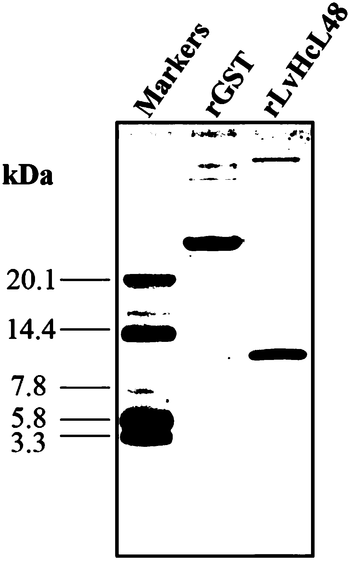 Anti-WSSV (White Spot Syndrome Virus) peptide LvHcL48 derived from litopenaeus vannamei hemocyanin and application thereof