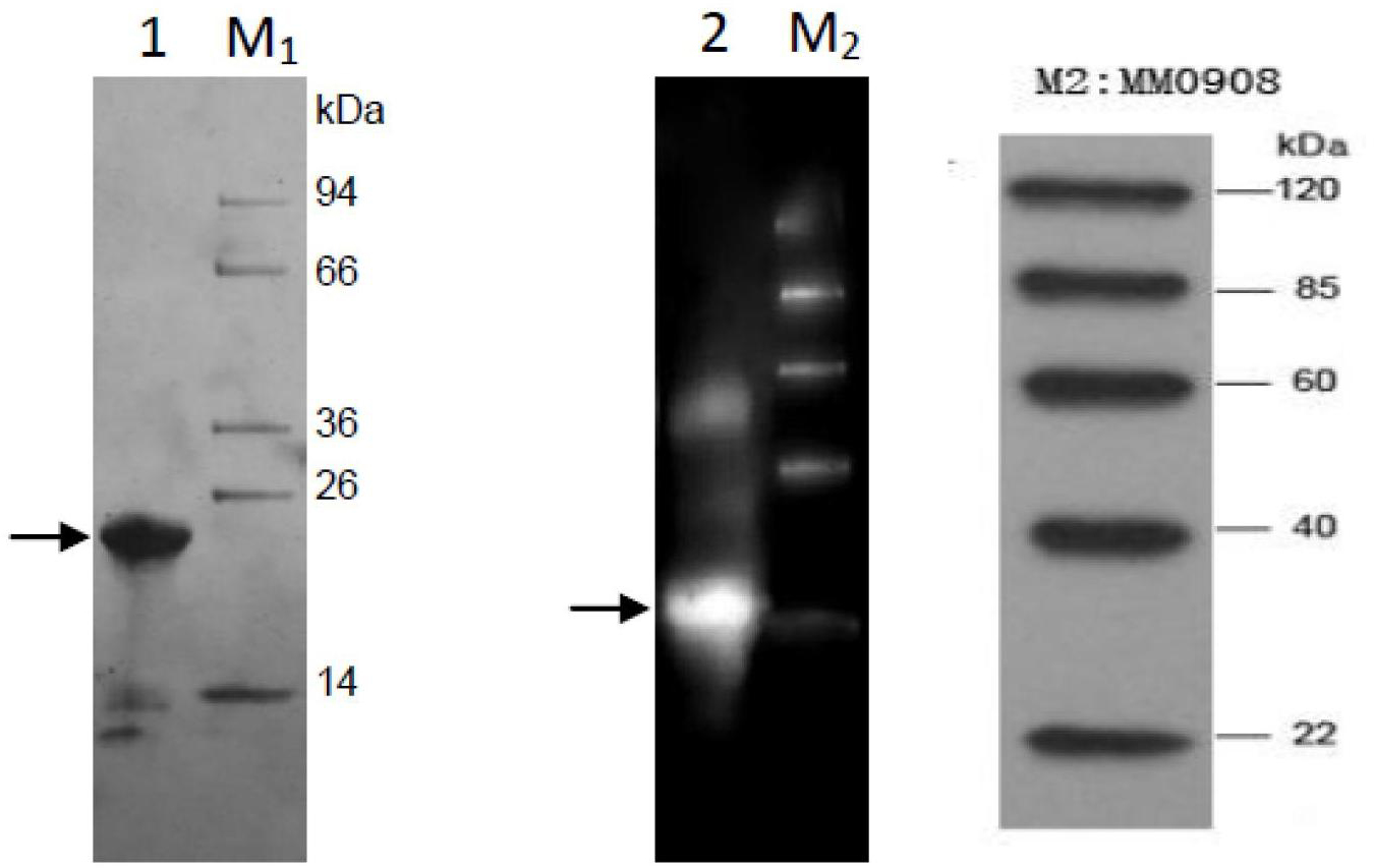 Tegillarca granosa hemoglobin Tg-HbIIA and application thereof