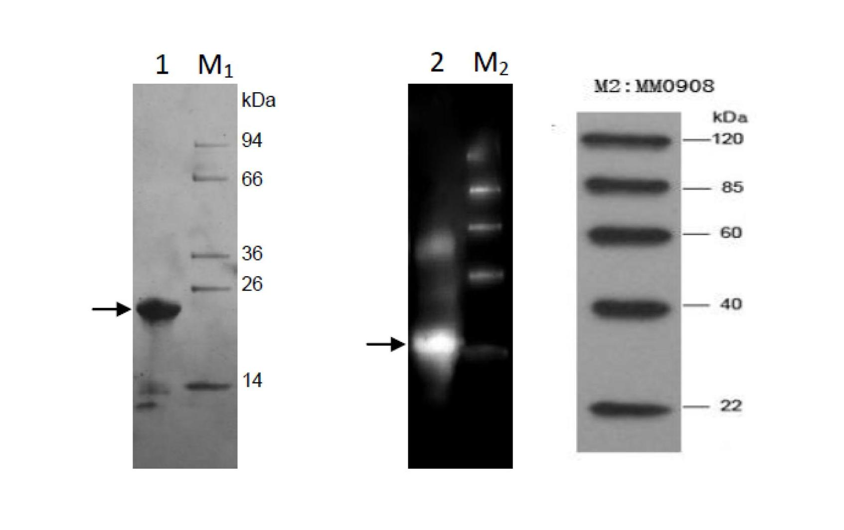 Tegillarca granosa hemoglobin Tg-HbIIA and application thereof