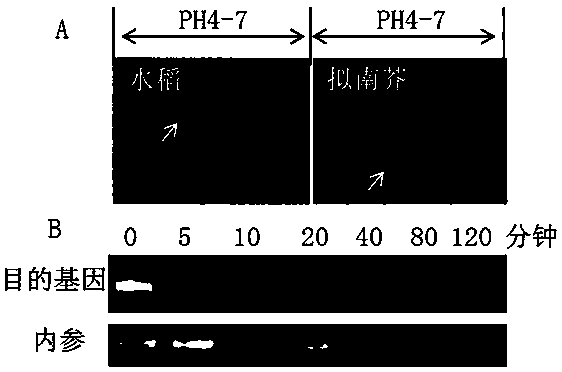 Application of paddy rice heat sensitive gene UBP21