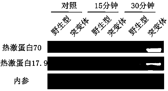 Application of paddy rice heat sensitive gene UBP21