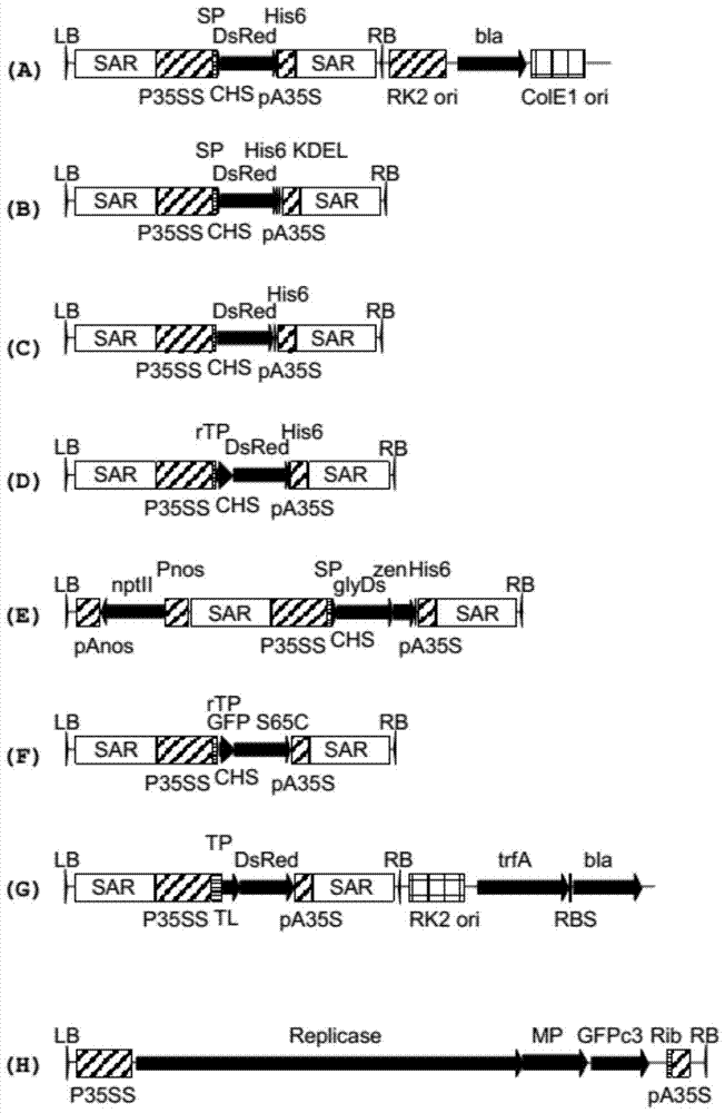 Method for producing and culturing plant cell packs