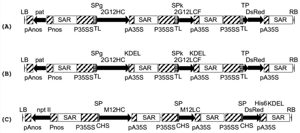 Method for producing and culturing plant cell packs