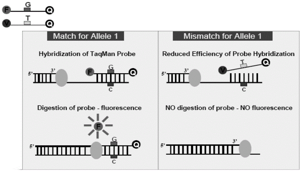 Gene single nucleotide polymorphic sites related to asthma, kit for treating asthma and application of kit