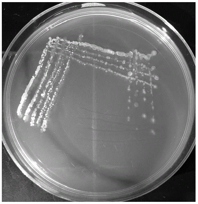 Peanut plant growth promoting bacteria HS4 and application thereof