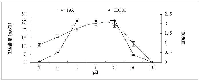 Peanut plant growth promoting bacteria HS4 and application thereof