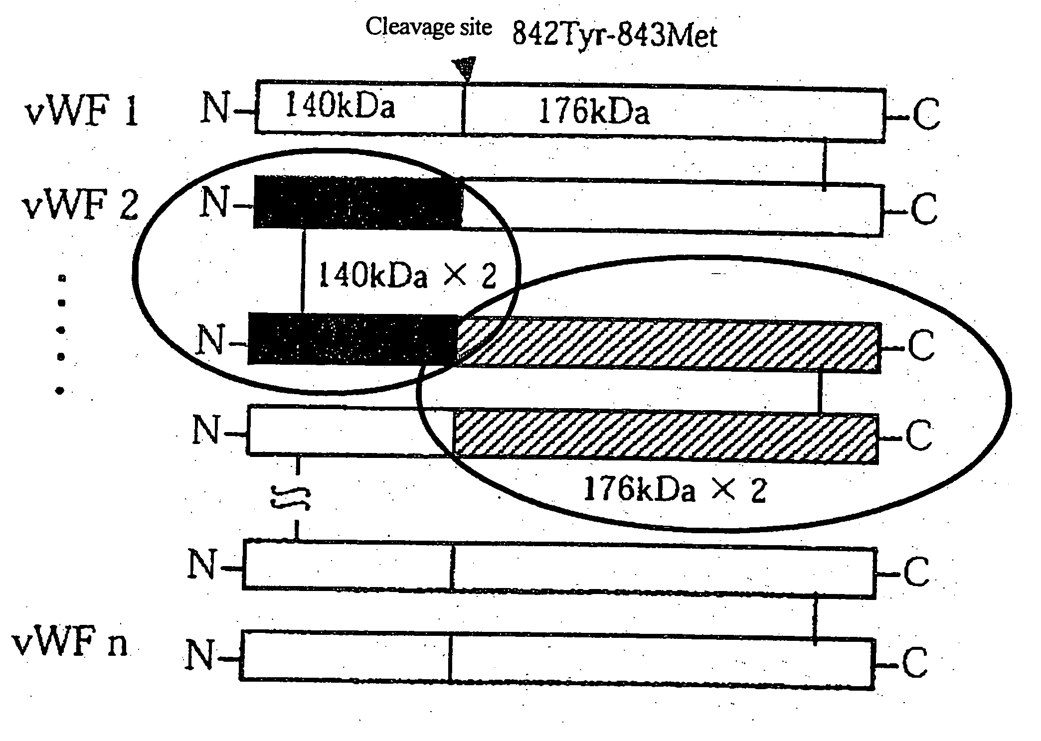 von Willebrand factor (vWF) - cleaving protease