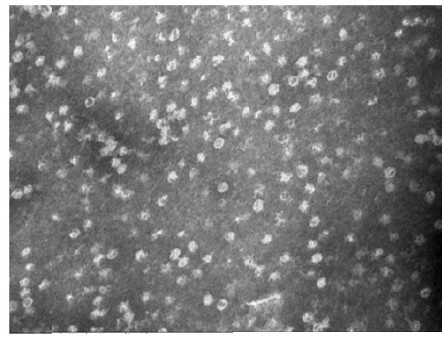 A kind of recombinant prrsv virus-like particle and preparation method thereof