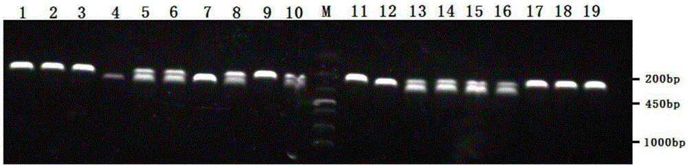 Primer for nile tilapia germ plasm purity identification and PCR identification method