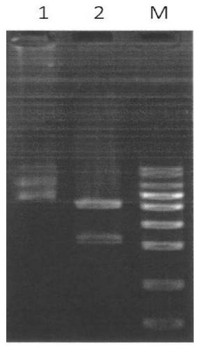 Wheat yellow striate virus N gene recombination expression protein, method for preparing polyclonal antibodies and application thereof