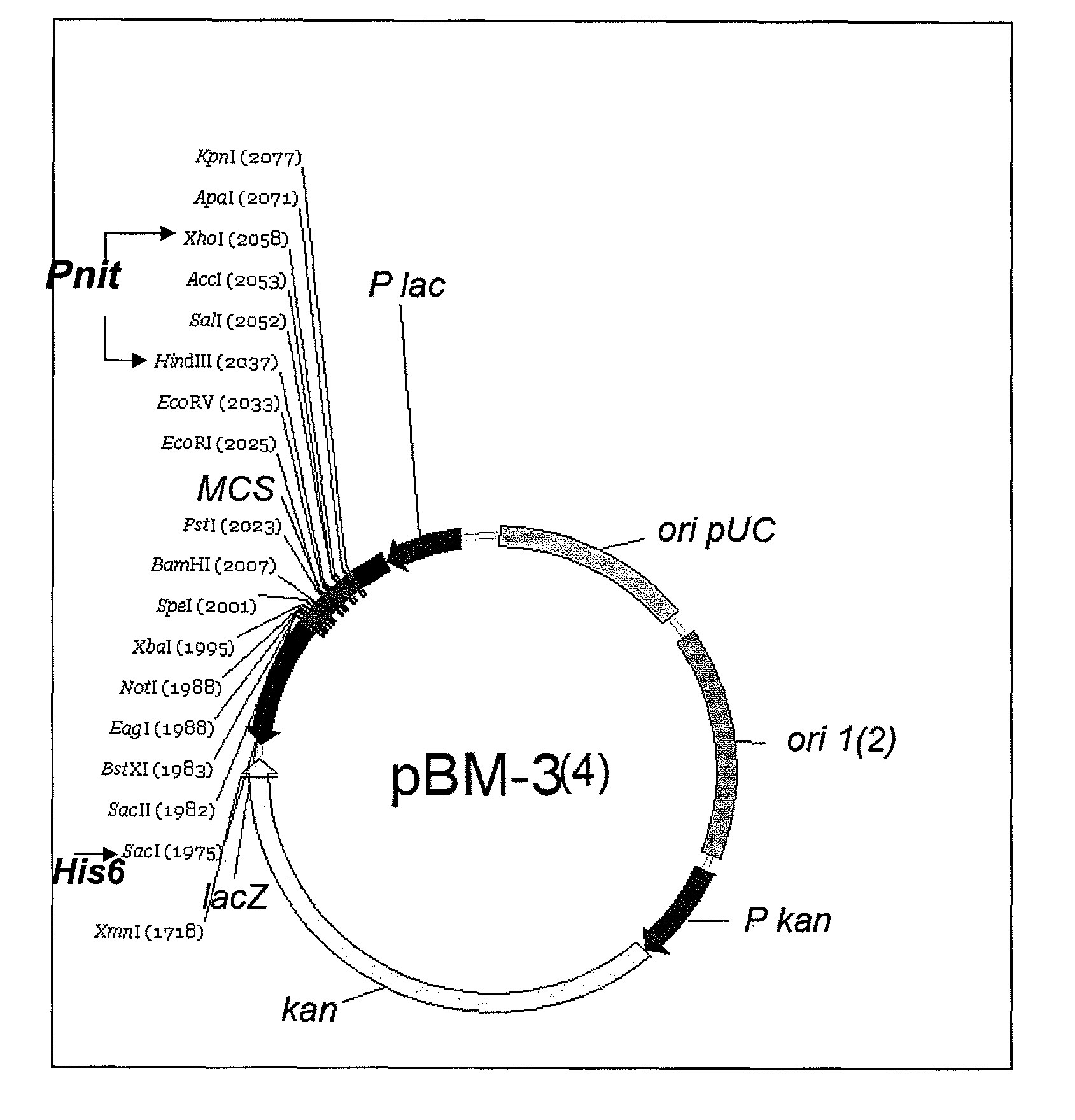 Plasmids for transforming bacteria of the acidithiobacillus spp. genus, and transformation method