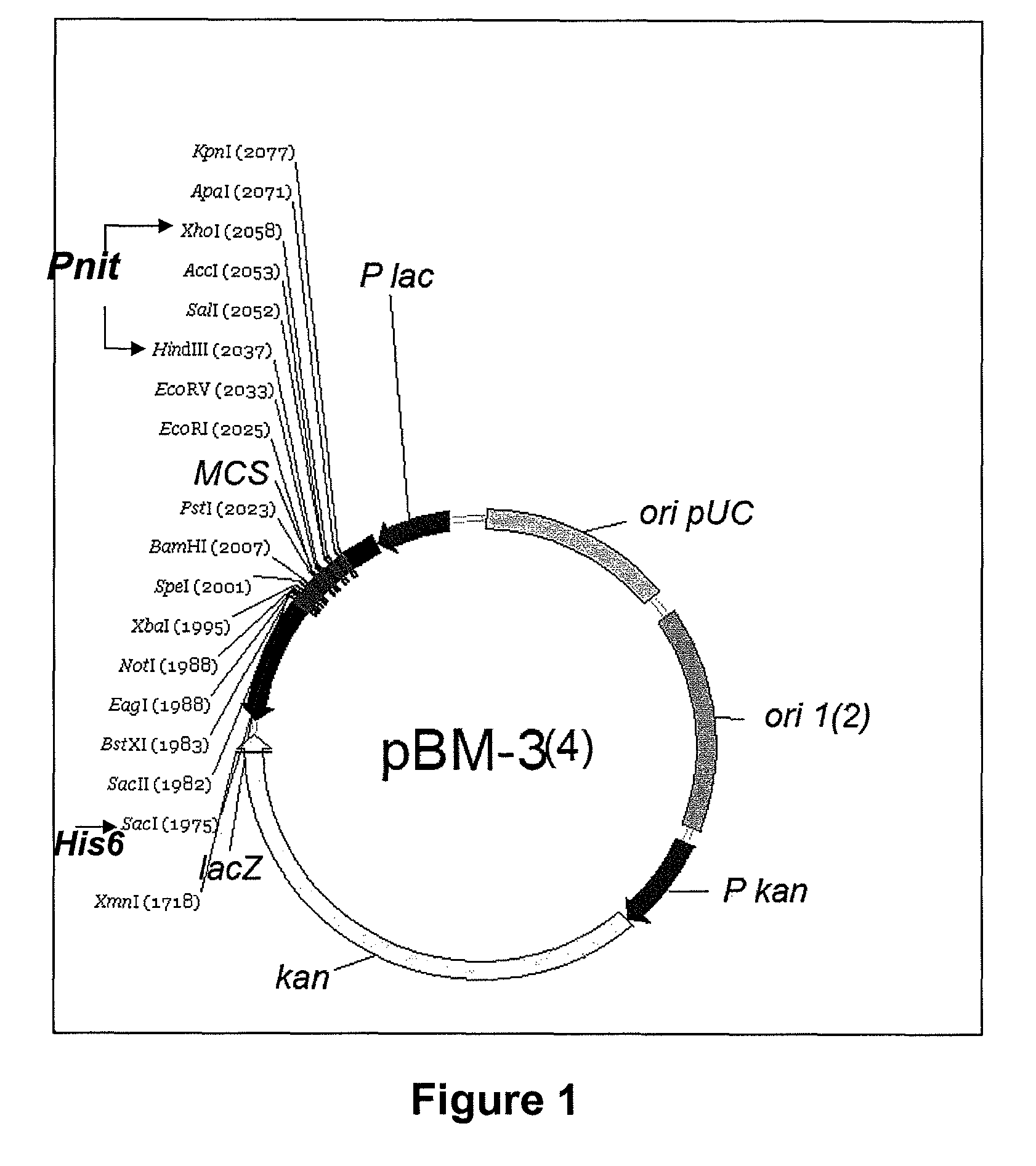 Plasmids for transforming bacteria of the acidithiobacillus spp. genus, and transformation method