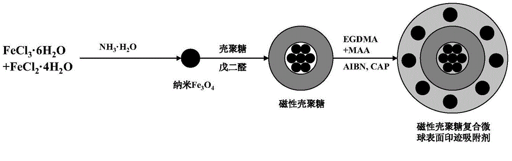 Magnetic chitosan composite microsphere surface imprinted adsorbent and preparation method thereof