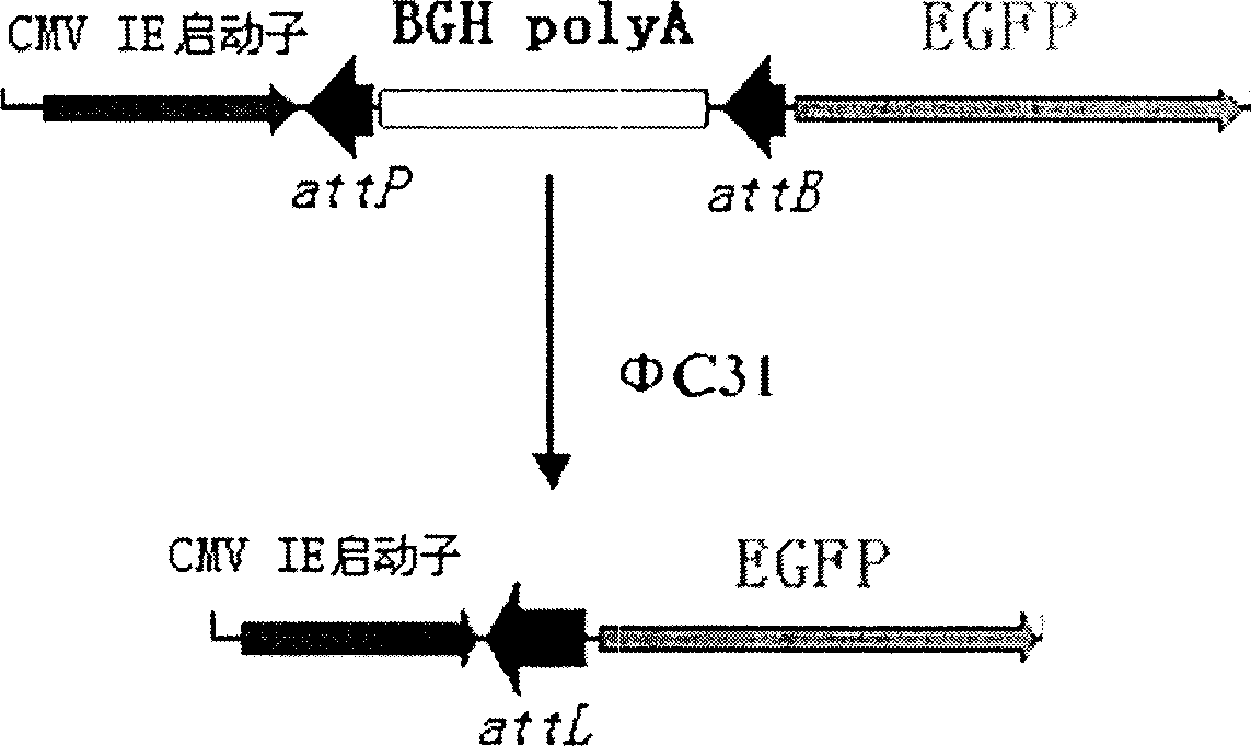 Eukaryotic cell system for detecting integrase phi-C31 functions and preparation method thereof