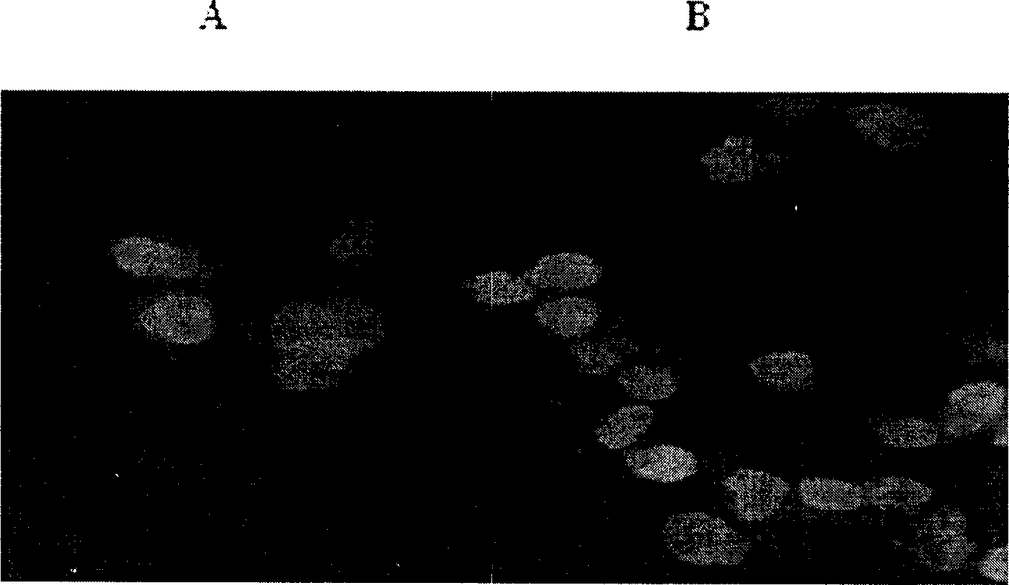 Eukaryotic cell system for detecting integrase phi-C31 functions and preparation method thereof