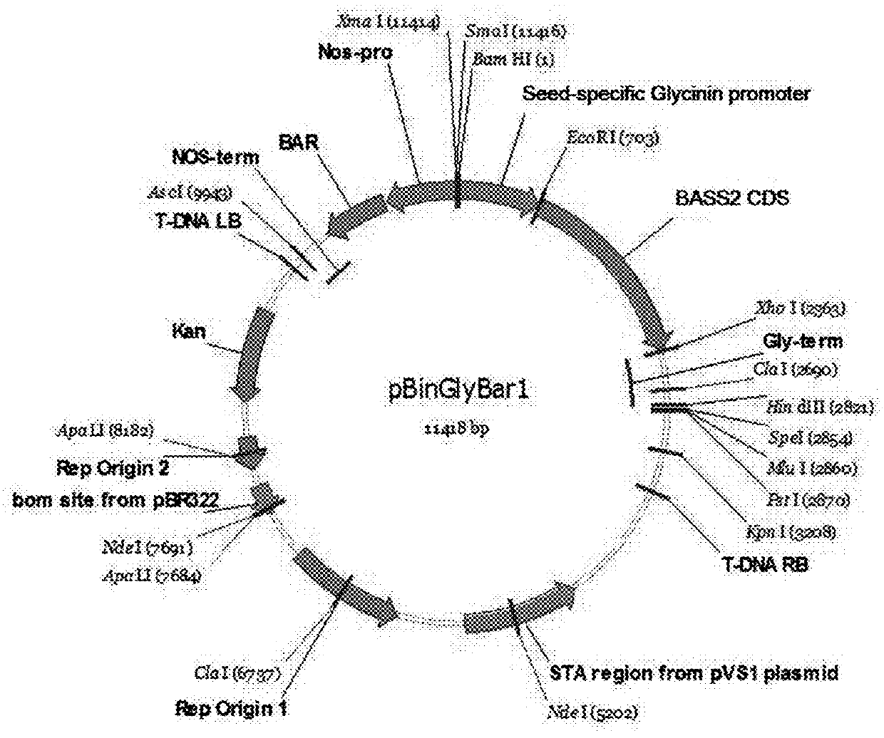 Composition, containing bass2 protein or gene encoding said protein, for increasing size of plant seeds and content of depot fat in seeds