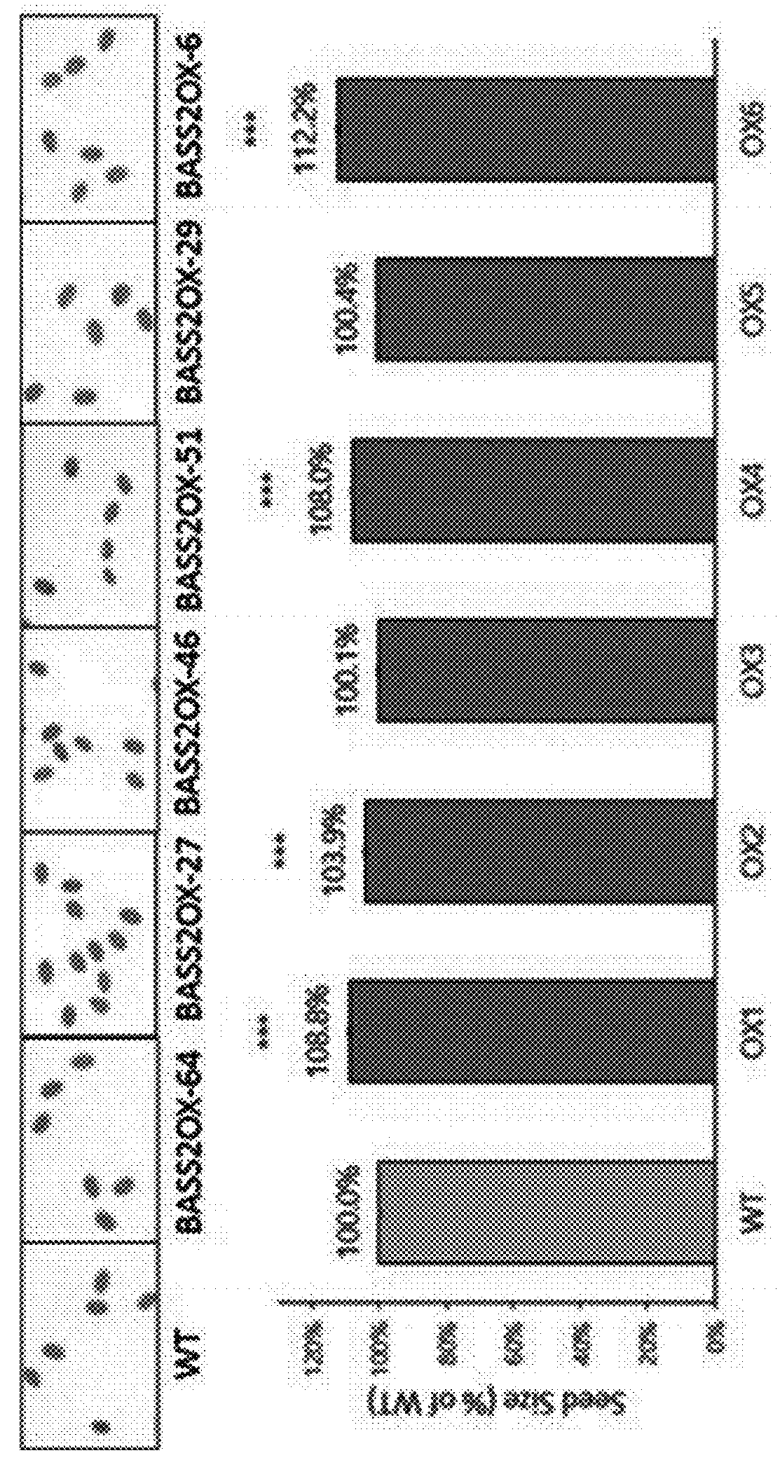 Composition, containing bass2 protein or gene encoding said protein, for increasing size of plant seeds and content of depot fat in seeds