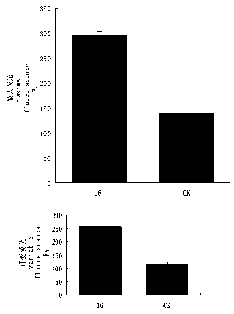 Phyllosticta strain promoting casuarina equisetifolia photosynthesis