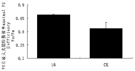 Phyllosticta strain promoting casuarina equisetifolia photosynthesis